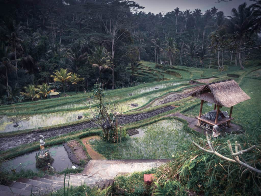 Rice terraces, temples and jungle walks on Bali