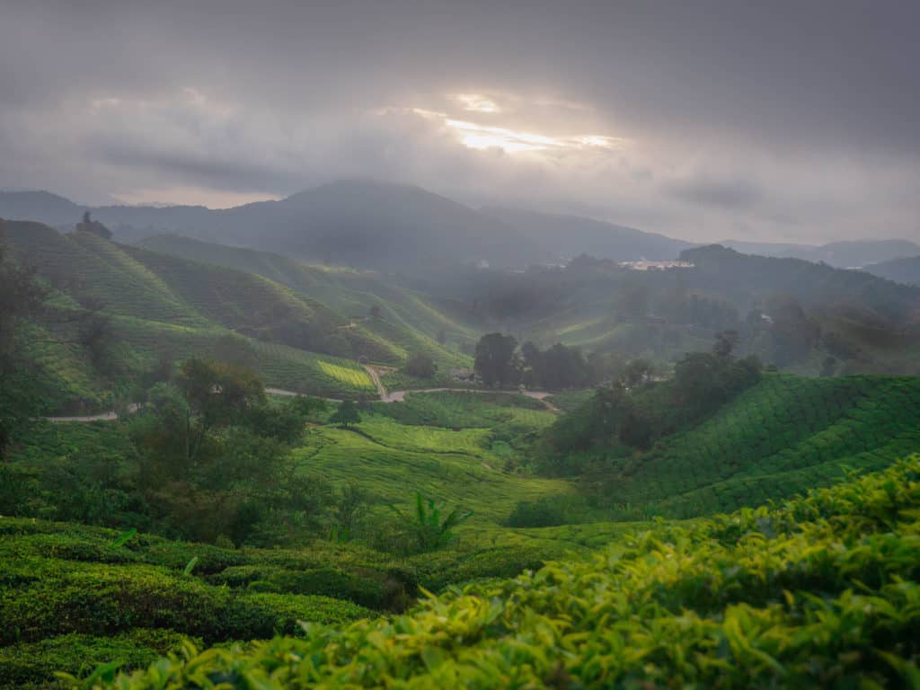 Foggy sunrise over tea plantations in Cameron Highlands