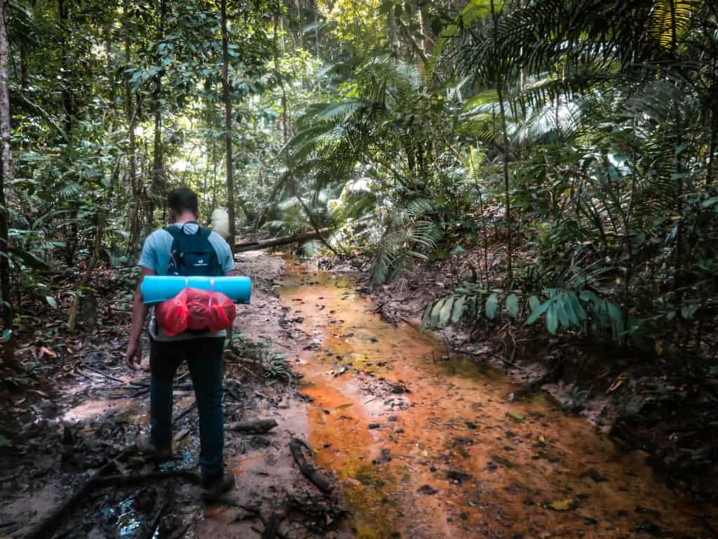 Trekking in the jungle Taman Negara