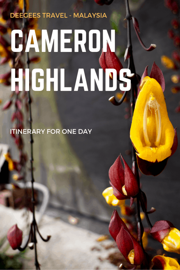 What to do in Cameron Highlands in one day - itinerary including sunrise over tea plantations, strawberry farm visit, time tunnel and dinner at the night market