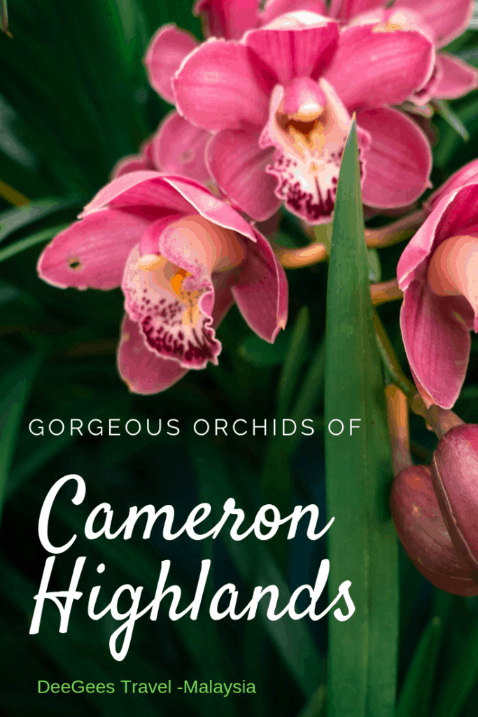 What to do in Cameron Highlands in one day - itinerary including sunrise over tea plantations, strawberry farm visit, time tunnel and dinner at the night market