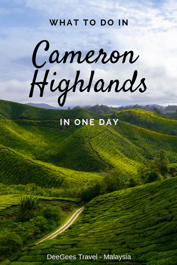 What to do in Cameron Highlands in one day - itinerary including sunrise over tea plantations, strawberry farm visit, time tunnel and dinner at the night market