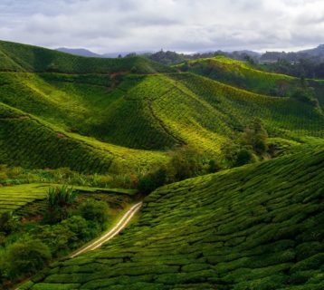 Cameron Highlands tea plantations