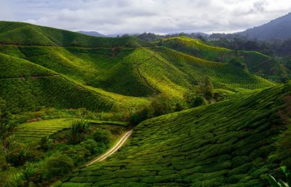 Cameron Highlands tea plantations