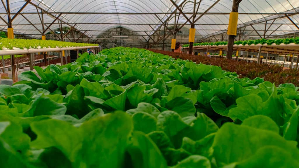 Cameron Highlands Big Red Strawberry Farm - Hydroponically grown lettuce