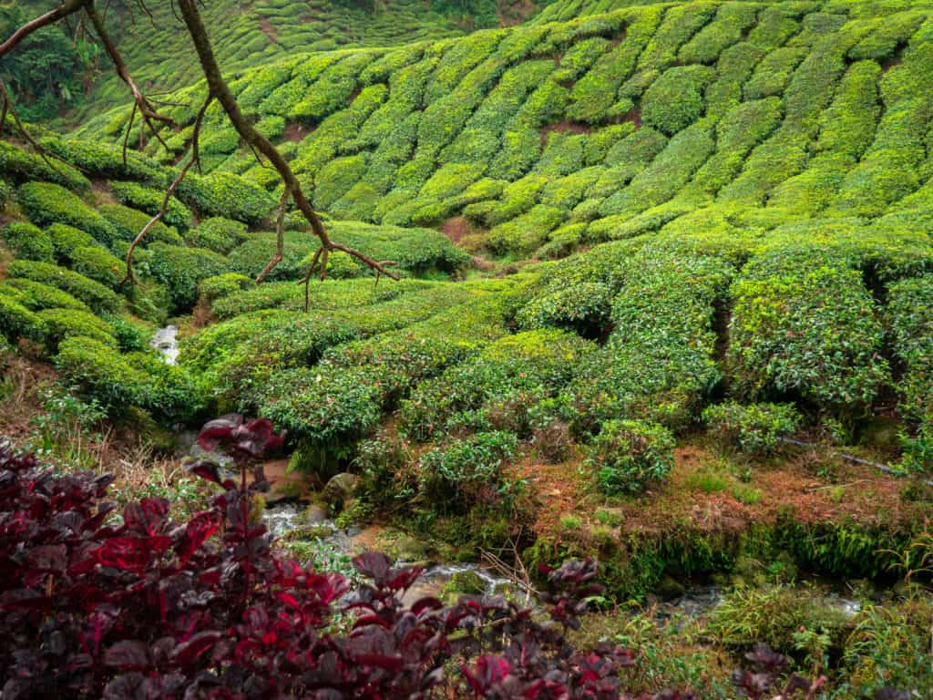 Cameron Highlands tea plantations walk