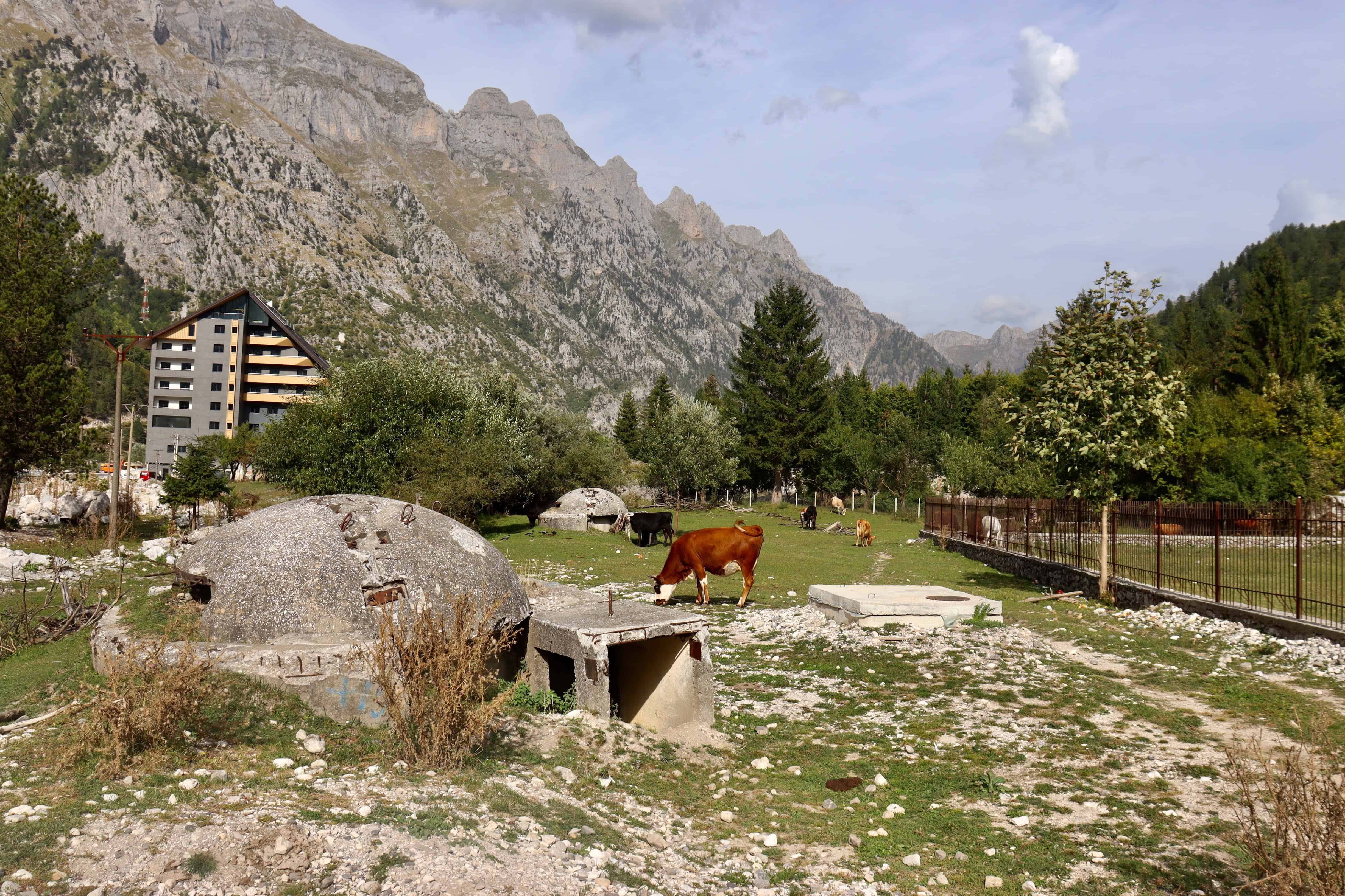 Cows and bunkers in Valbona