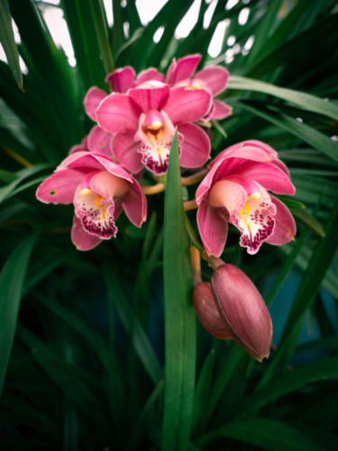 Cameron Highlands pink Orchids