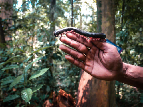 Millipede - fluffy little innosecent insect :)